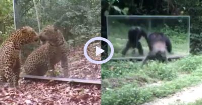Video: Phản ứng đầy hài hước của động vật hoang dã khi nhìn vào gương