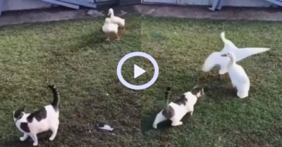Video: Hai chú vịt lén lút bám đuôi mèo