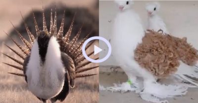 Video: Những loài chim có bộ lông độc lạ khiến nhiều người ngạc nhiên