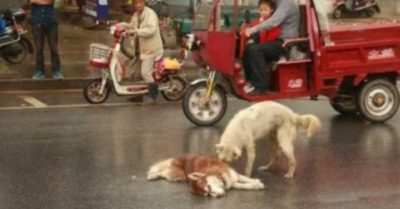 Rớt nước mắt cảnh chú chó lông trắng ra sức lay bạn tỉnh dậy sau tai nạn