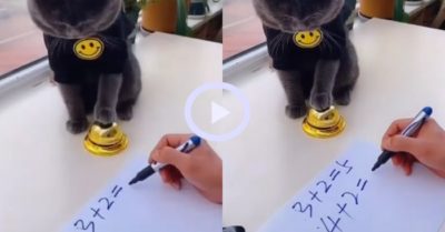 Video: Chú mèo thông minh biết làm toán cộng