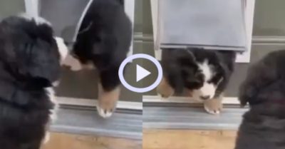 Video: Màn mắc kẹt khó đỡ của đàn cún cưng tinh nghịch