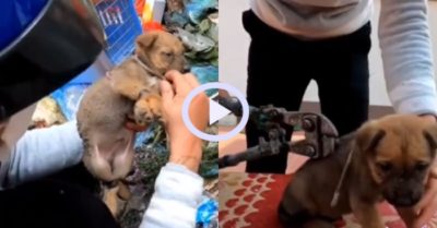 Video: Thanh niên giải cứu cún con bị chủ bỏ rơi ở bãi rác