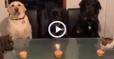 Video: Con mèo ăn bánh kem của em kìa Boss