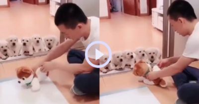 Video: Đàn cún hú vía sau màn dạy cách đi vệ sinh đúng chỗ của ông chủ