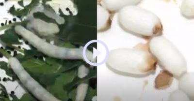Video: Cảnh quay nhanh tằm nhả tơ làm kén