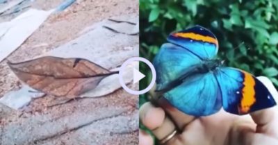 Video: Loài bướm có đôi cánh trông giống chiếc lá khô