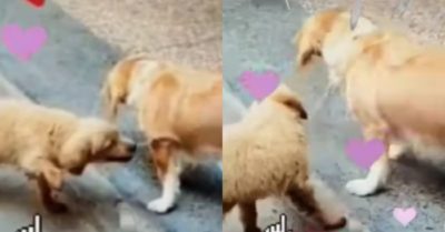 Video: Thôi hai mẹ con chịu khó ở nhà cho an toàn