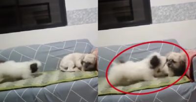 Video: Cún em chạy theo cún anh muốn nằm kế bên để giảng hòa