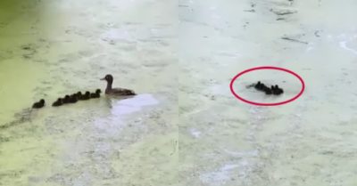 Video: Vịt con ngơ ngác không biết vịt mẹ đi đâu mất