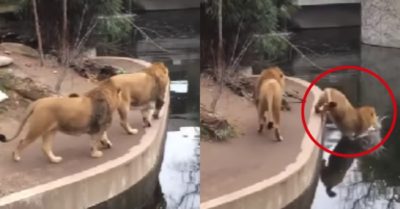 Video: Sư tử lơ đễnh đi không nhìn đường và rớt xuống hồ