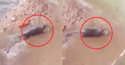 Video: Chuột mẹ liều mình giải cứu đàn con khỏi hang ngập nước