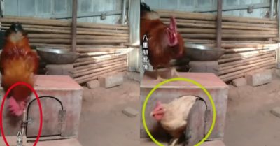 Video: Gà trống và gà mái giải cứu cho nhau khi bị ông chủ bắt nhốt