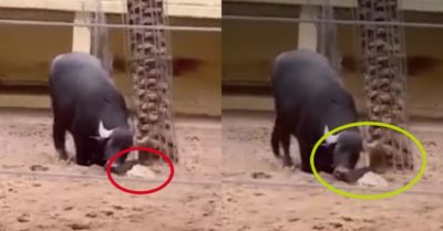 Video: Cảm động khoảnh khắc con trâu cứu giúp con rùa bị lật