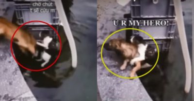 Video: Chó cưng nhảy xuống nước cứu mèo lên bờ
