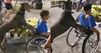 Video: Chú chó đẩy xe lăn đưa chủ nhân khuyết tật đi dạo phố