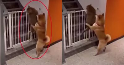 Video: Chó giúp mèo mập ú leo rào và cái kết khó đỡ