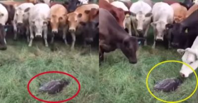Video: Những chú bò thích hóng chuyện