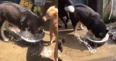 Video: Những khoảnh khắc chó cưng Husky ngáo ngơ phá nước