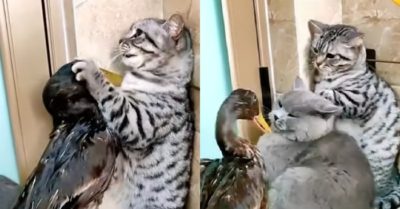 Video: Mèo mướp bảo vệ mèo xám khi bị vịt bắt nạt
