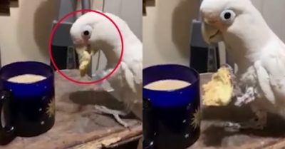 Video: Con vẹt sành điệu biết chấm bánh mì vào sữa để ăn