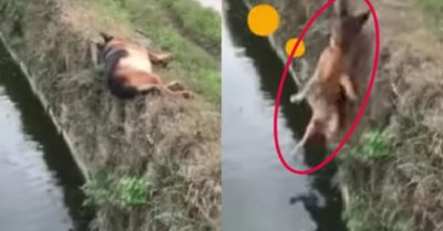 Video: Chú chó rơi xuống ao vì tư thế ngủ quá ‘hiểm’