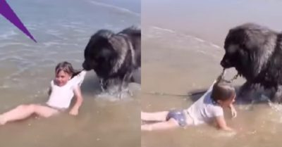 Video: Chó cưng kéo cô chủ vào bờ khi thấy sóng biển mạnh