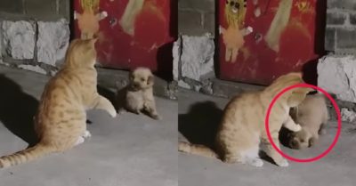 Video: Chú mèo làm bảo mẫu “kí đầu” cún con