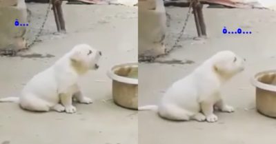 Video: Cún con bắt chước học gáy theo gà