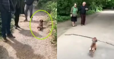 Video: Chú cún nhỏ có đam mê nhặt cành cây khô