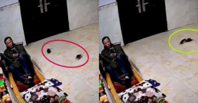 Video: Hai con chuột đùa giỡn giữa nhà như chỗ không người