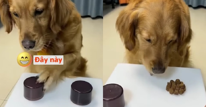 Video: Chú cún cưng giận ra mặt vì bị chủ chơi khăm