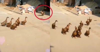 Video: Đàn vịt sang nhà hàng xóm rủ bạn đi chơi
