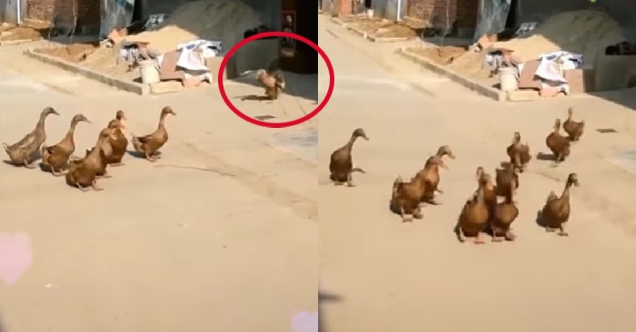 Video: Đàn vịt sang nhà hàng xóm rủ bạn đi chơi