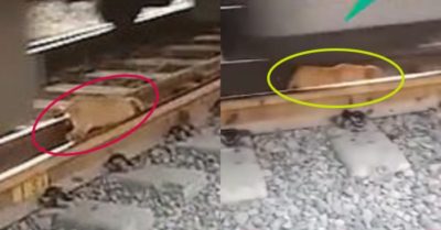 Video: Chú chó bình tĩnh thoát hiểm giữa đường ray xe lửa đang chạy