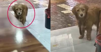 Video: Chú chó ướt sũng lễ phép đứng trước cửa nhà hàng xin ăn