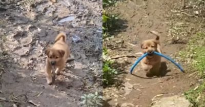 Video: Chú cún con thích tha đồ về nhà cho chủ nhân