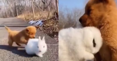 Video: Tình bạn “không biên giới” giữa thỏ và chú chó con