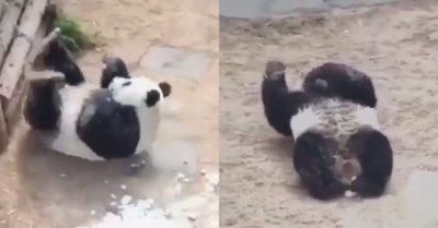 Video: Chú gấu trúc nghịch ngợm lăn như quả bóng