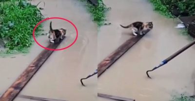 Video: Mèo con thông minh tự tìm cách qua sông