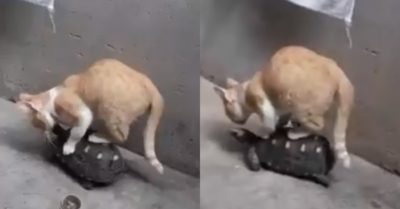 Video: Mèo cưng leo lên lưng bạn rùa đi ké