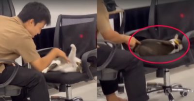 Video: Mèo cưng dỗi khi ‘luyện võ’ cùng cậu chủ
