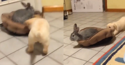 Video: Bé thỏ ngồi yên để “tài xế” cún kéo đi chơi