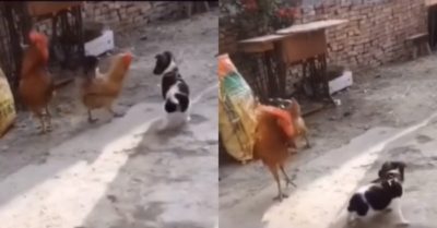 Video: Gà mái “mách” gà trống khi bị cún con cà khịa