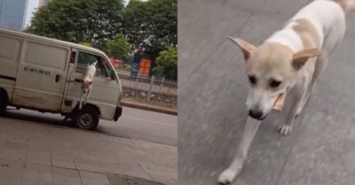 Video: Chú chó biết lấy thuốc lá trên xe cho chủ khi được yêu cầu