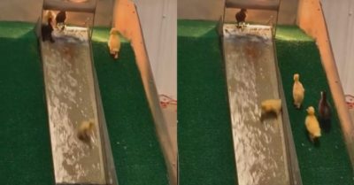 Video: Đàn vịt con thi nhau chơi cầu trượt