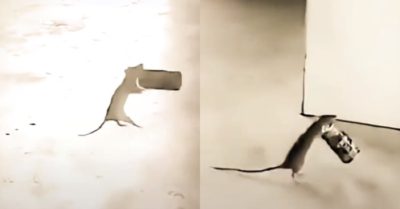Video: Chú chuột ngang nhiên ăn trộm lon nước gây sốt mạng xã hội