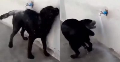 Video: Chó cưng biết tự mở vòi nước để tắm mát