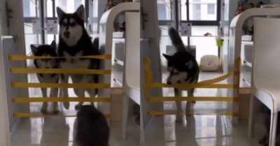 Video: Husky thông minh vượt chướng ngại vật theo cách riêng