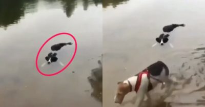 Video: Chú chó nằm thả mình thư giãn trên mặt nước